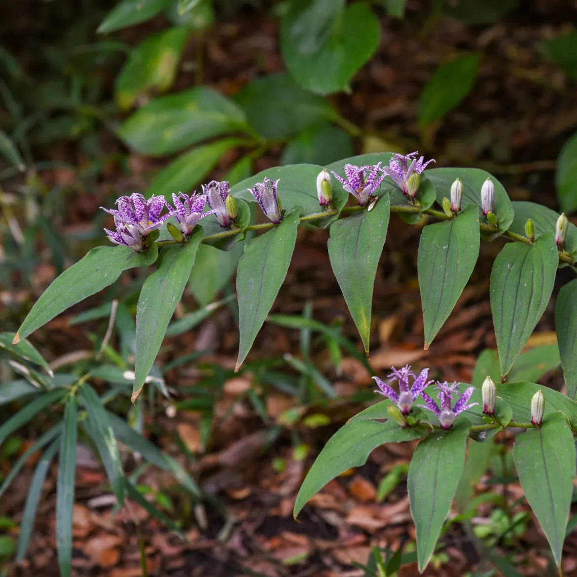 Lys crapaud Tricyrtis hirta - Biologique violet-blanc - L'ombre enfin fleurie