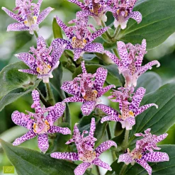 Lys crapaud Tricyrtis hirta - Biologique violet-blanc - L'ombre enfin fleurie
