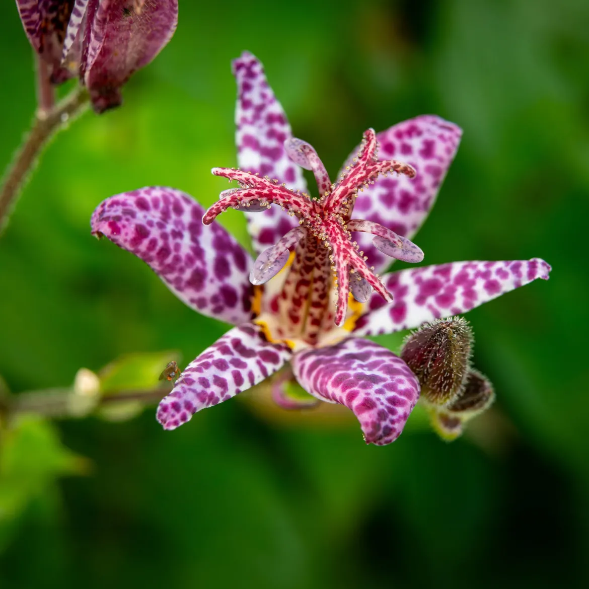 Lys crapaud Tricyrtis hirta - Biologique violet-blanc - L'ombre enfin fleurie