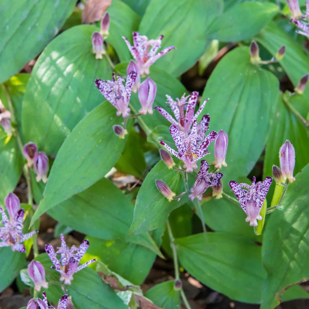 Lys crapaud Tricyrtis hirta - Biologique violet-blanc - L'ombre enfin fleurie