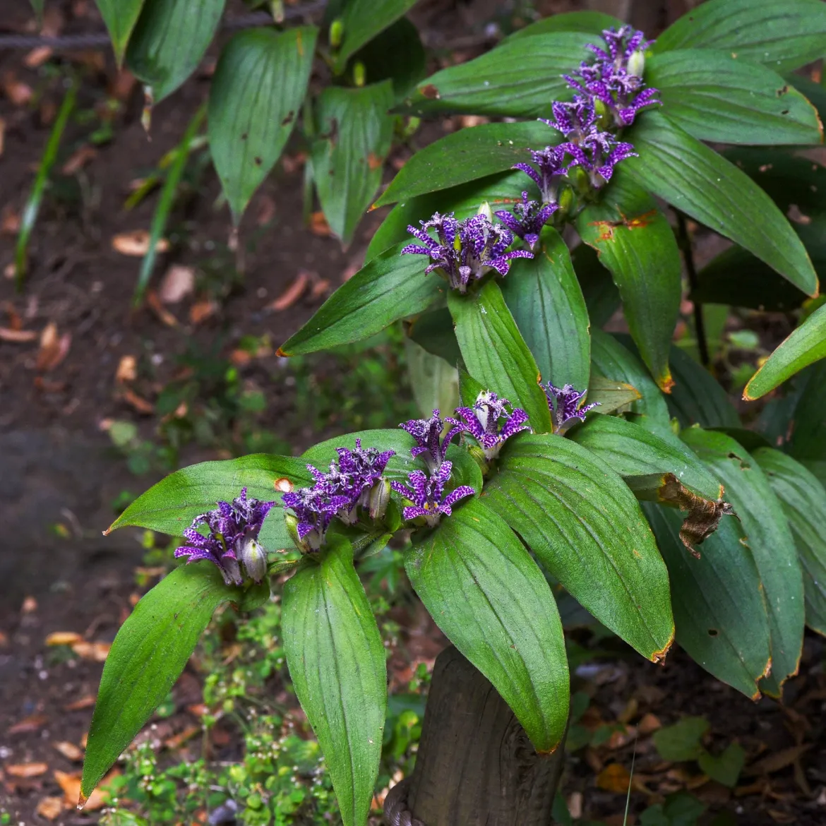 Lys crapaud Tricyrtis hirta - Biologique violet-blanc - L'ombre enfin fleurie
