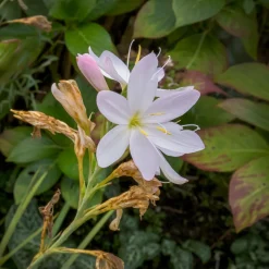 Lys des cafres blanc - Des fleurs quand tout se fane