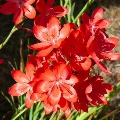 Lys des cafres 'Major' - Des fleurs rouges en automne