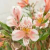 Lys des Incas - Alstroémère Duc d'Anjou Jean - Un bouquet qui dure 3 semaines