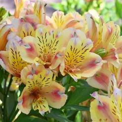 Lys des Incas - Alstroémère Duc d'Anjou Jean - Un bouquet qui dure 3 semaines