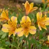 Lys des Incas - Alstroémère Duc d'Anjou Nicolas - Un bouquet jaune tout l'été