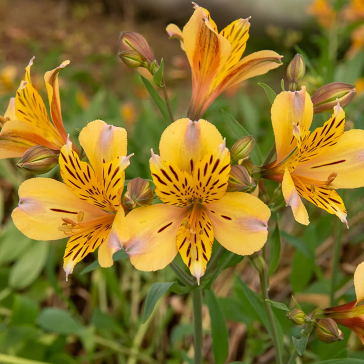 Lys des Incas - Alstroémère Duc d'Anjou Nicolas - Un bouquet jaune tout l'été