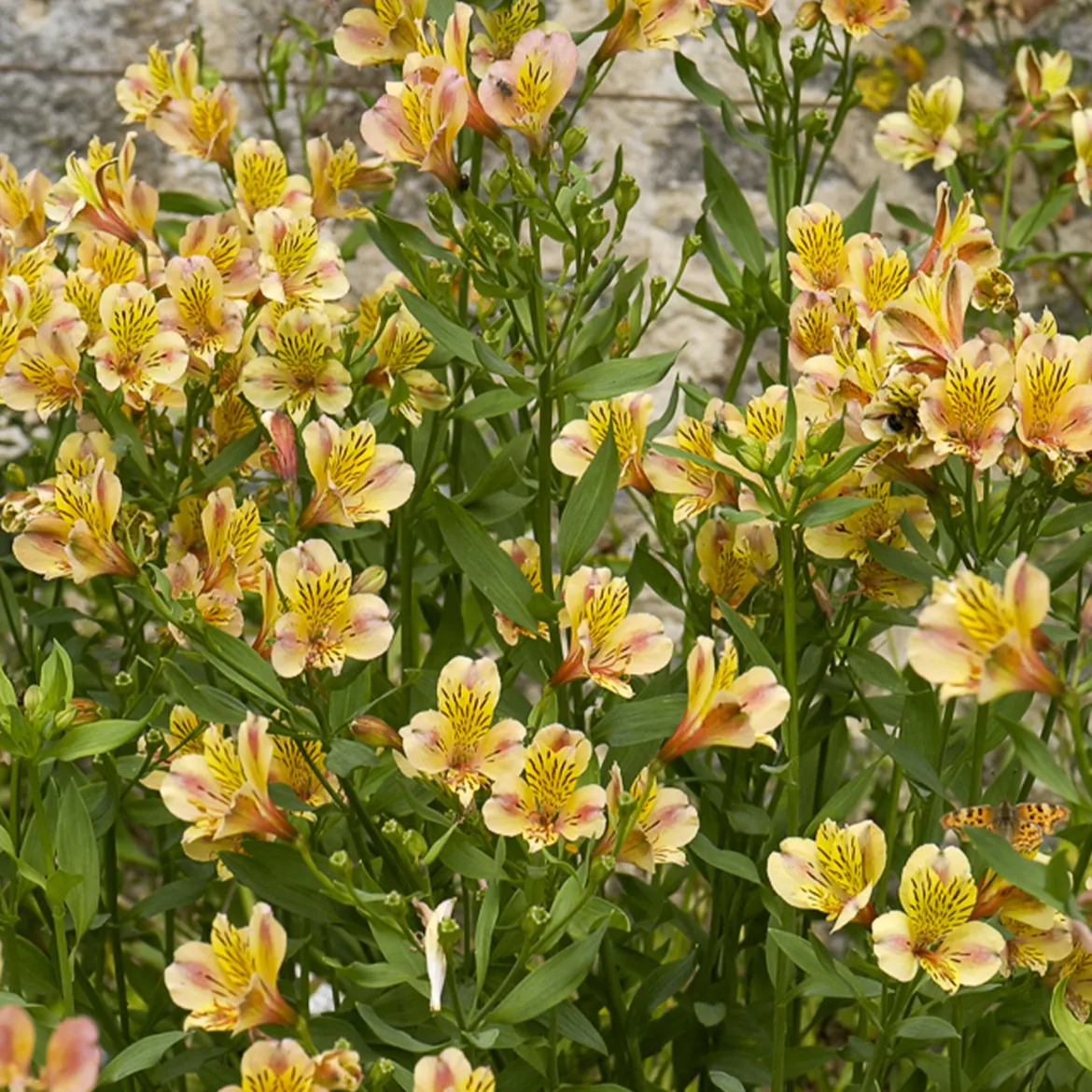 Lys des Incas - Alstroémère Majestic Layon - Bouquets jaunes tout l'été