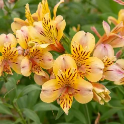 Lys des Incas - Alstroémère Majestic Layon - Bouquets jaunes tout l'été