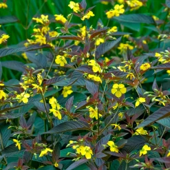 Lysimaque ciliée Firecracker - Feuillage pourpre, effet garanti