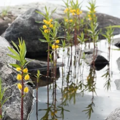 Lysimaque à fleurs en thyrse - Le jaune qui aime l'eau