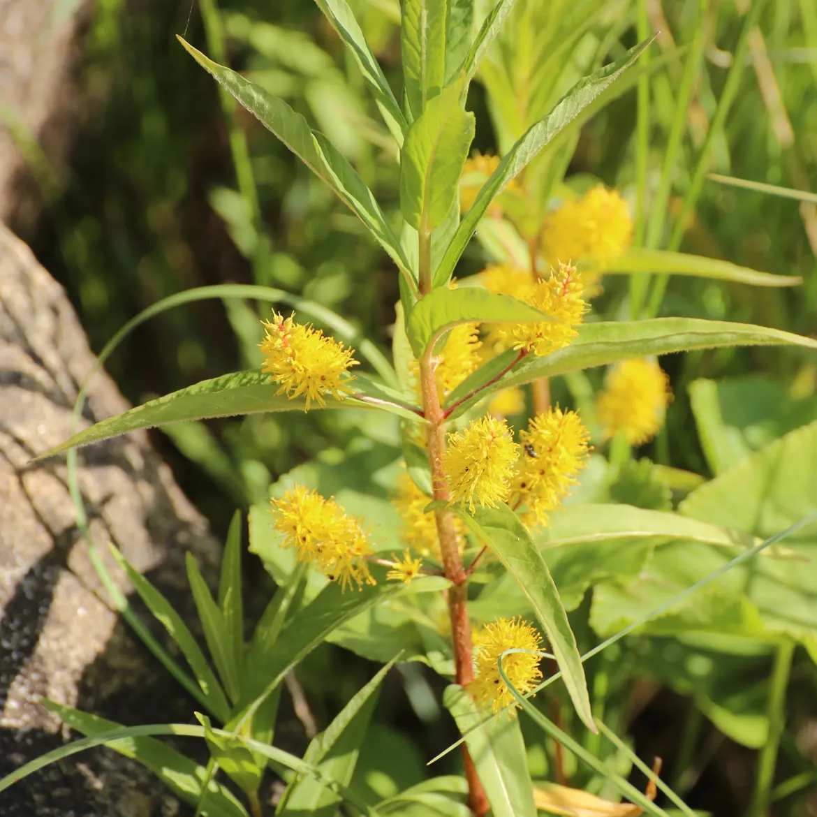 Lysimaque à fleurs en thyrse - Le jaune qui aime l'eau