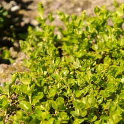 Lysimaque nummulaire - Herbe aux écus - Un tapis vert en un clin d'œil