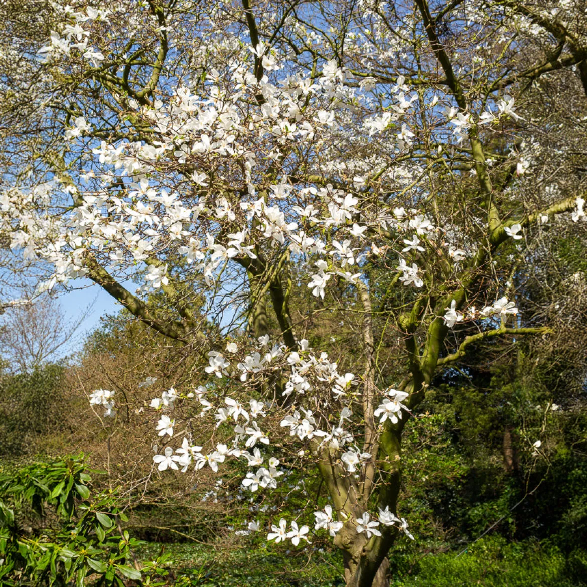 Magnolia de Kobé - Une floraison spectaculaire