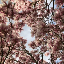 Magnolia de Soulange - La floraison qui fait tout