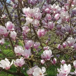 Magnolia de Soulange - La floraison qui fait tout