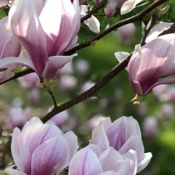 Magnolia de Soulange - La floraison qui fait tout