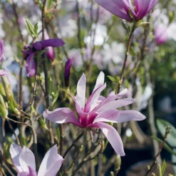 Magnolia de Soulange - La floraison qui fait tout
