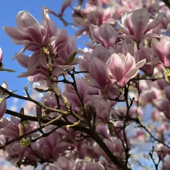 Magnolia de Soulange - La floraison qui fait tout