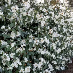 Magnolia 'Fairy White' - Un magnolia qui garde ses feuilles