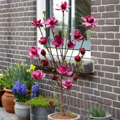 Magnolia Genie - Fleurs fuchsia dès avril