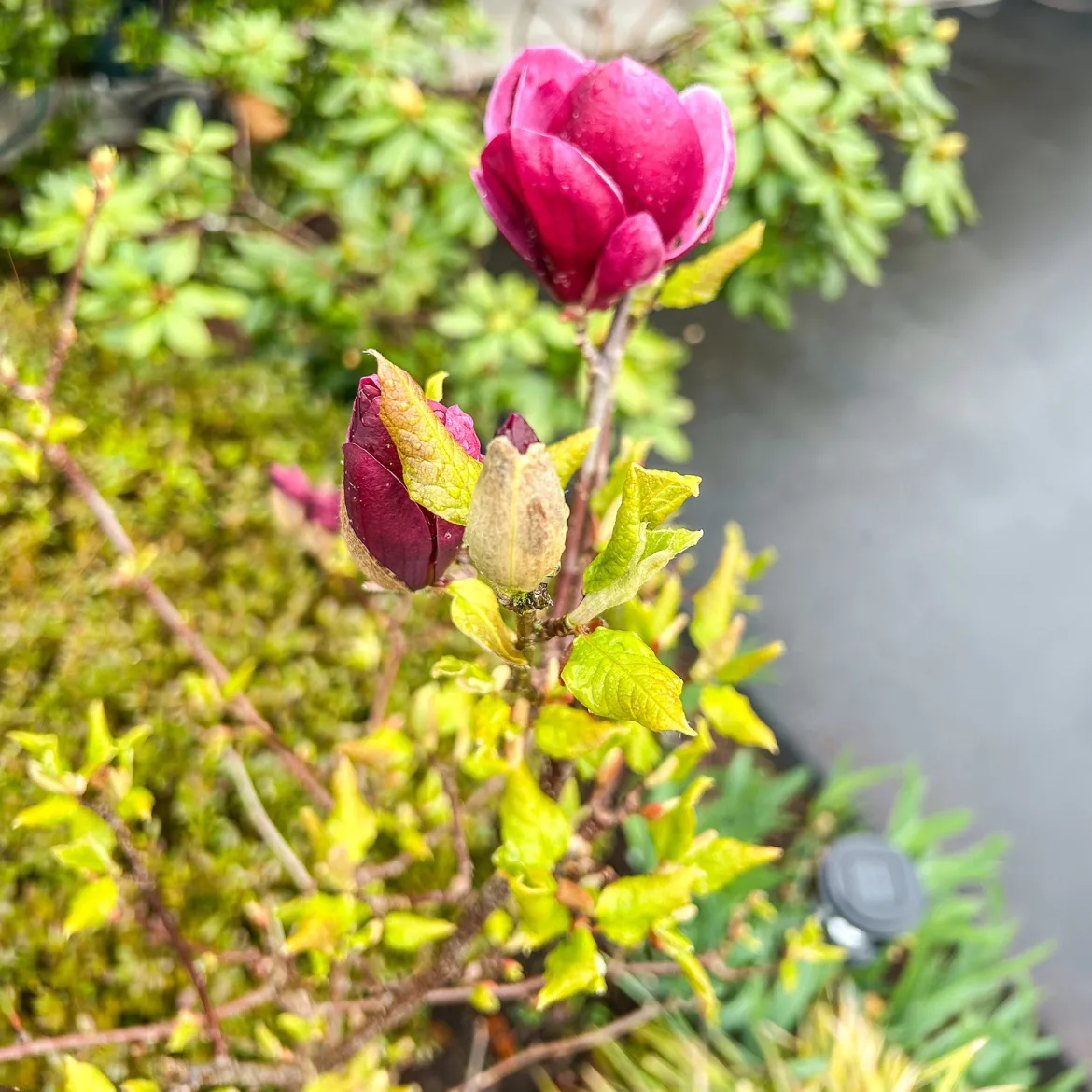 Magnolia Genie - Fleurs fuchsia dès avril