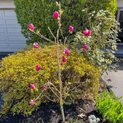 Magnolia Genie - Fleurs fuchsia dès avril