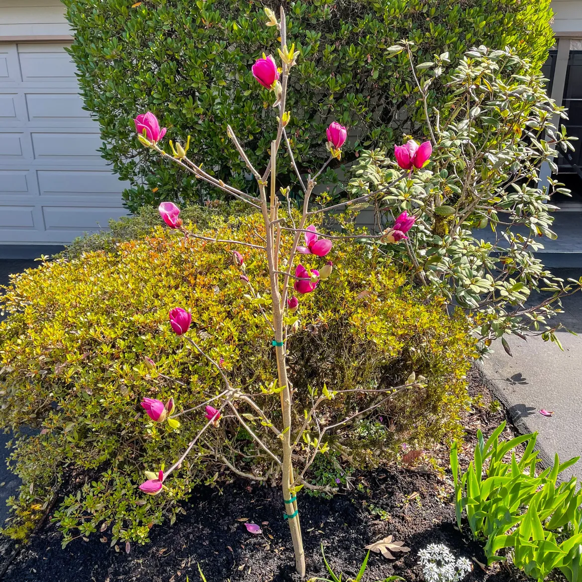 Magnolia Genie - Fleurs fuchsia dès avril