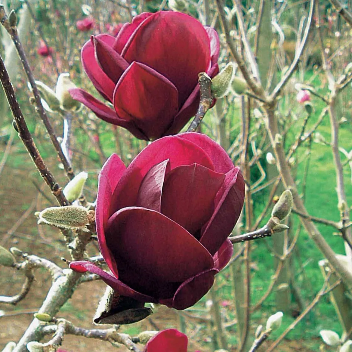 Magnolia Genie - Fleurs fuchsia dès avril