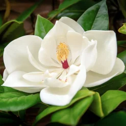 Magnolia à grandes fleurs - Fleurs géantes et parfumées