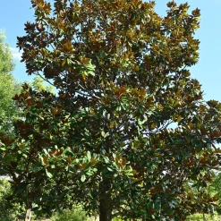 Magnolia à grandes fleurs - Fleurs géantes et parfumées