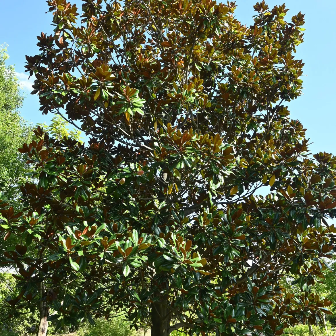 Magnolia à grandes fleurs - Fleurs géantes et parfumées
