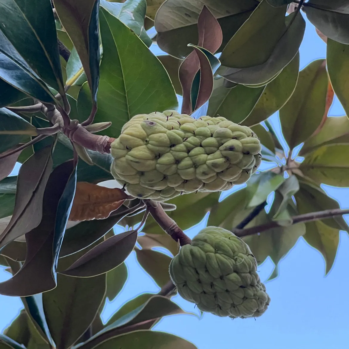 Magnolia à grandes fleurs - Fleurs géantes et parfumées