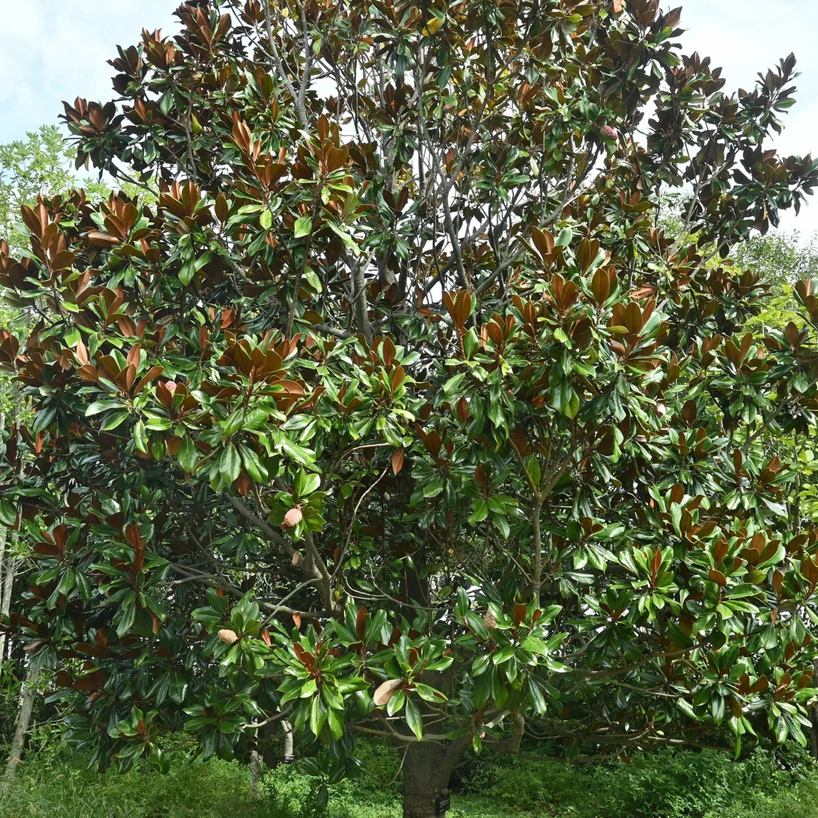 Magnolia à grandes fleurs - Fleurs géantes et parfumées