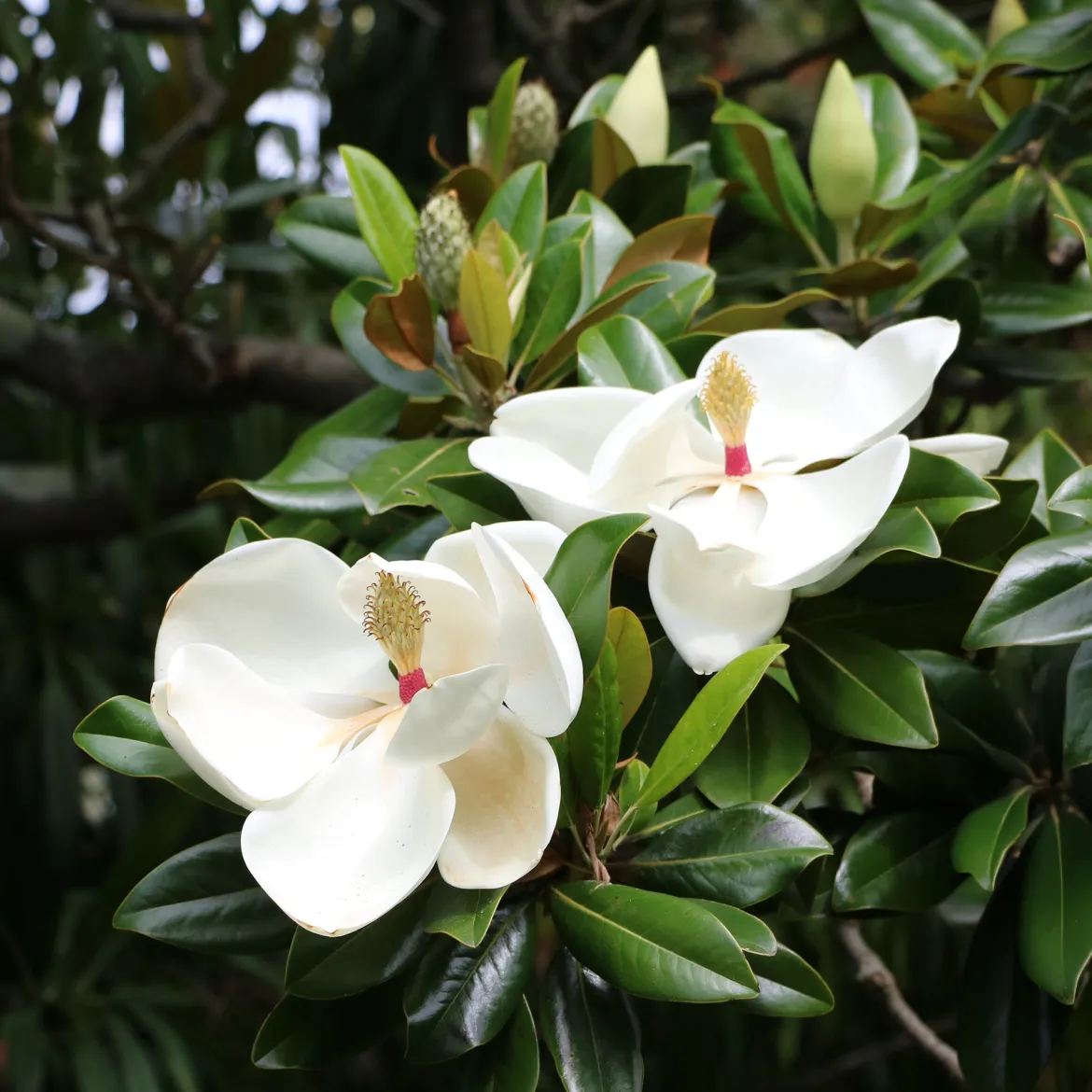 Magnolia à grandes fleurs - Fleurs géantes et parfumées