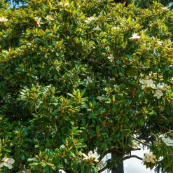 Magnolia grandiflora Alta - Un port colonne, zéro taille