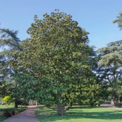 Magnolia grandiflora Alta - Un port colonne, zéro taille