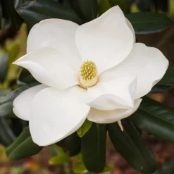 Magnolia grandiflora Alta - Un port colonne, zéro taille