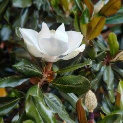 Magnolia grandiflora Little Gem - Le magnolia format compact