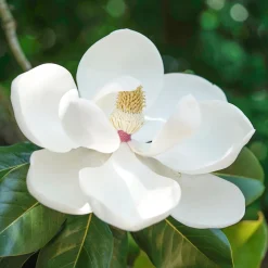 Magnolia grandiflora Little Gem - Le magnolia format compact