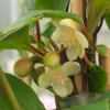 Magnolia grimpant - Un mur en fleurs sans effort