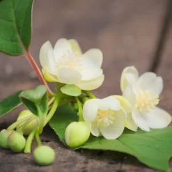 Magnolia grimpant - Un mur en fleurs sans effort