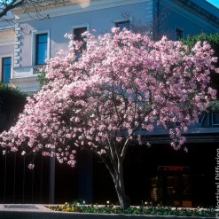 Magnolia Leonard Messel - Floraison rose dès mars
