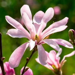 Magnolia Leonard Messel - Floraison rose dès mars