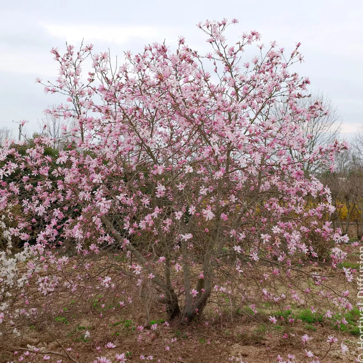 Magnolia Leonard Messel - Floraison rose dès mars