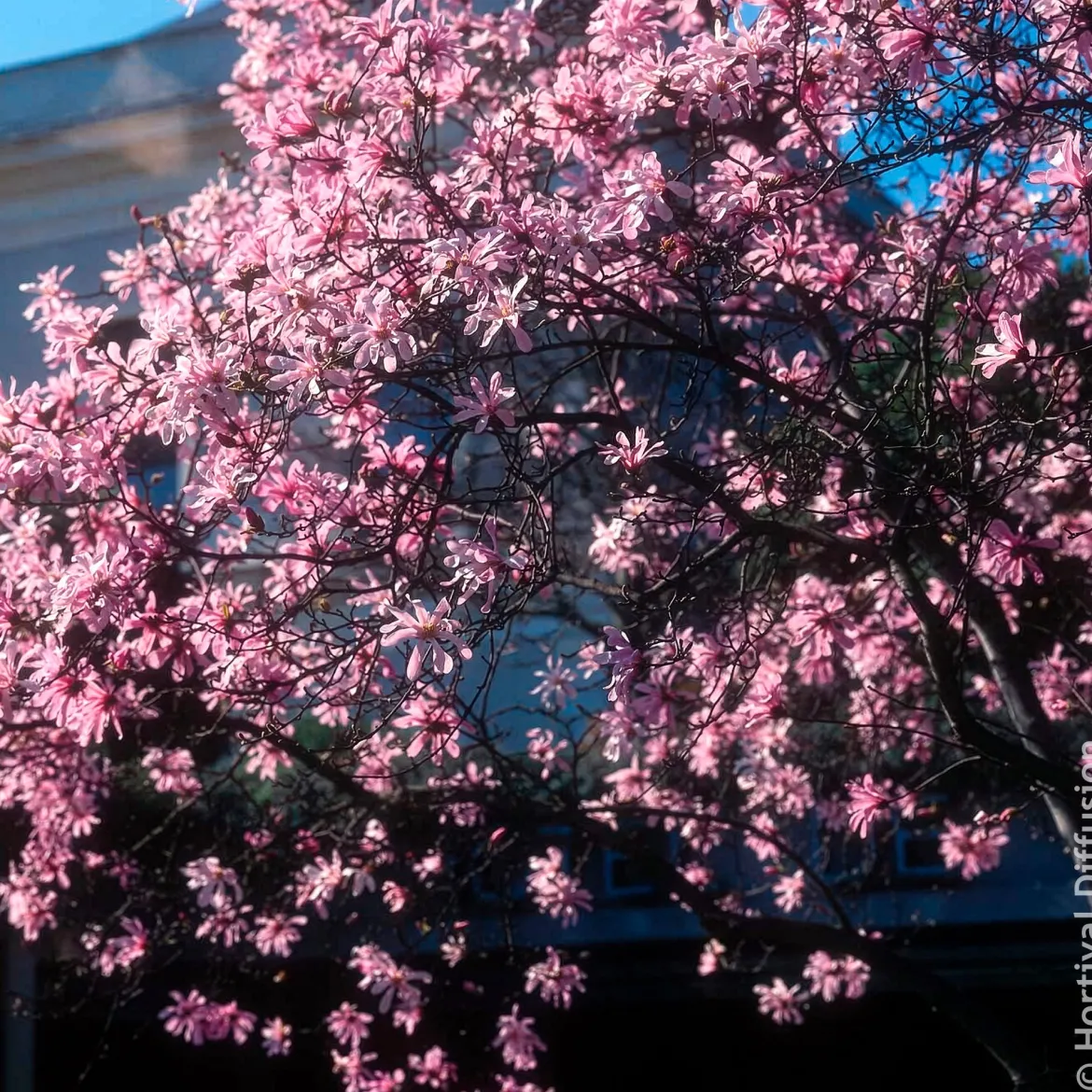 Magnolia Leonard Messel - Floraison rose dès mars