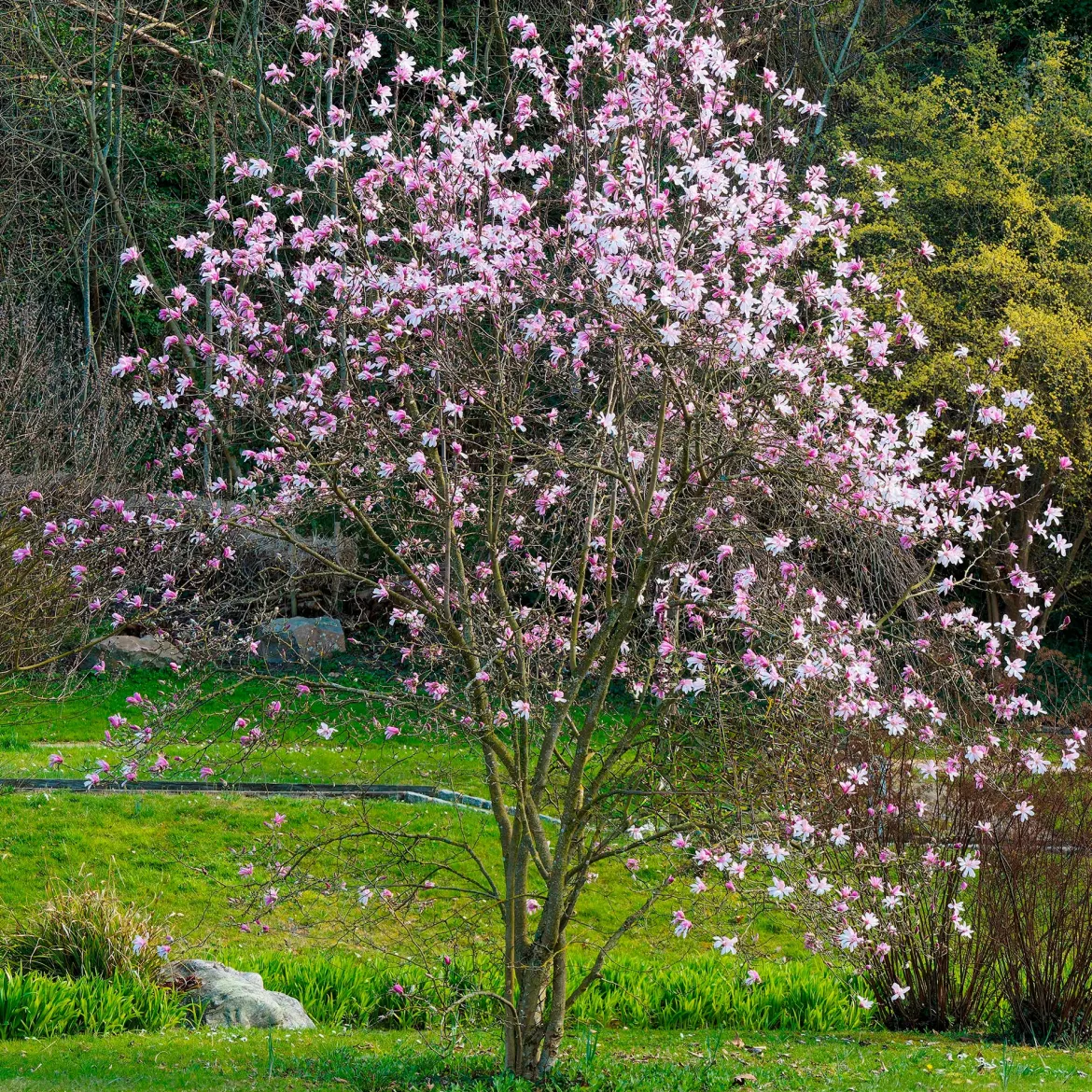 Magnolia Leonard Messel - Floraison rose dès mars