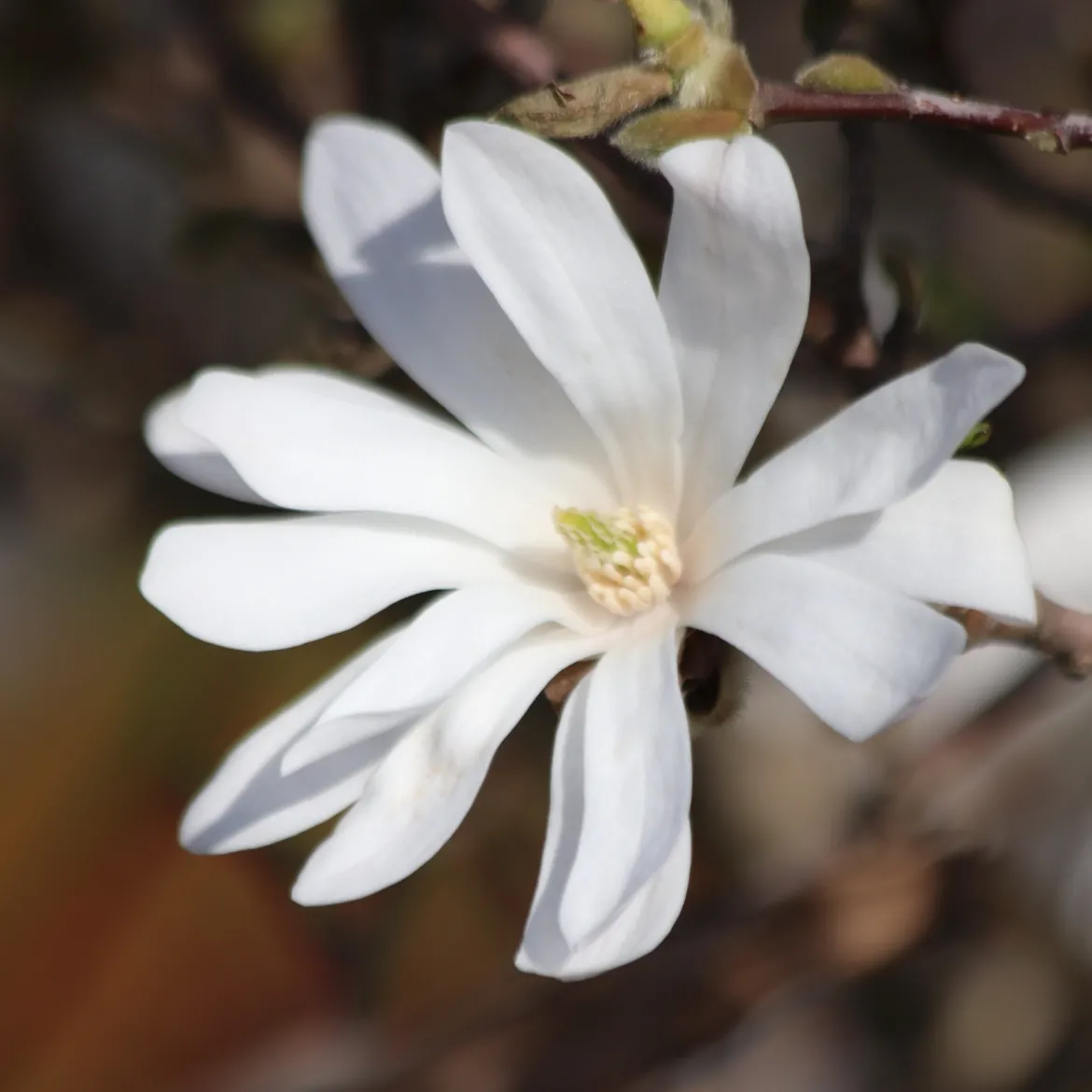 Magnolia stellata Royal Star - Une explosion d'étoiles blanches
