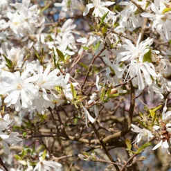 Magnolia stellata Royal Star - Une explosion d'étoiles blanches