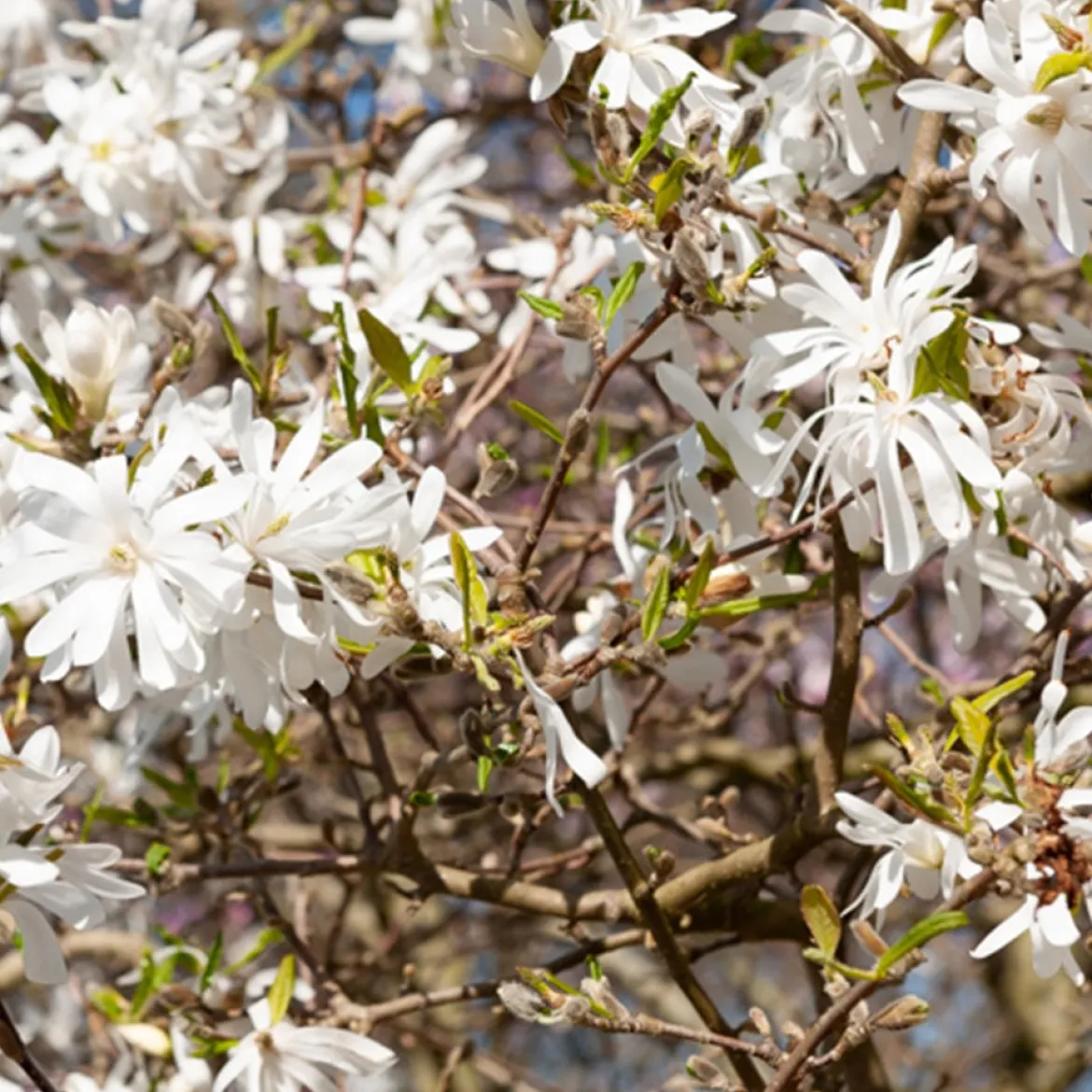 Magnolia stellata Royal Star - Une explosion d'étoiles blanches
